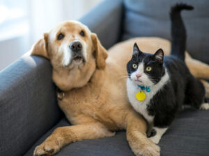 Do Pets Make Indoor Air Quality Worse in Decatur, IL