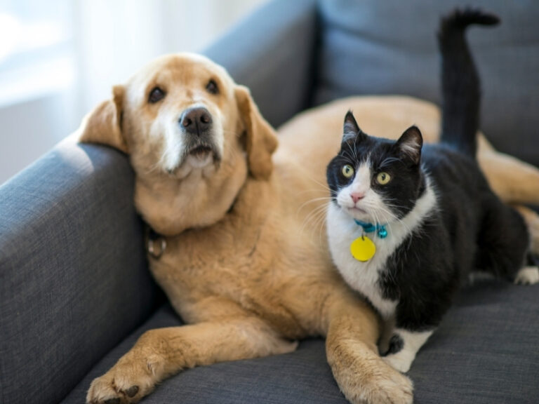 Do Pets Make Indoor Air Quality Worse in Decatur, IL